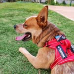 Zico the Red Heller - @zicotheredheller - Instagram