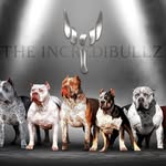 incredibullz ™️ - @theincredibullz - Instagram