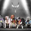 The Incredibullz - @theincredibullz - TikTok