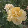 the_plant_fairy - @tothemaximus8 - TikTok