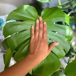 Theplantsng.com 🪴Plantshop 🪴Indoorplants 🪴Lagos - @theplantsng - Instagram