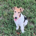Fredy the Wire Foxterrier - @fredy_thefoxterrier - Instagram