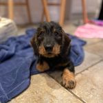 Olive - @olive_the_wire_sausage - Instagram