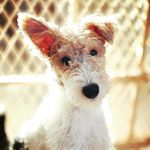 Remy the Wire Fox Terrier - @remyfoxterrier - Instagram