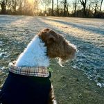Rochester the Wire Fox Terrier - @wirefoxrochester - Instagram
