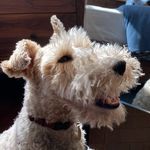 Snowy the Wire Fox Terrier - @snowyfoxterrier - Instagram