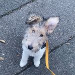 Sunday the Wire Fox Terrier - @sundaythefoxie - Instagram