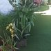 Thea Adams - Facebook