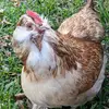 Theatkinsonfarm - @theatkinsonfarm - TikTok