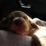 Thea Bailey 💕 - @thea_the_cockerspaniel - Instagram