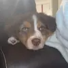 Barker - @barkertheaussie - TikTok