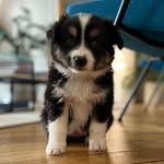 Théa 🐾 - @thea_berger_americain - Instagram
