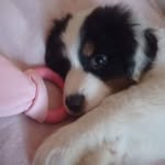 Thea_berger_australien - @thea042022 - Instagram