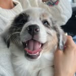 Théa - @thea_bergeraustralien - Instagram