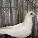 Tha Bird - Facebook