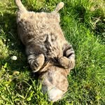 Thea Bishop - @cheerotter4 - Instagram