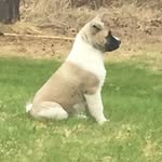 Chaplin The Akita - @chaplin_the_akita - Instagram