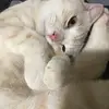 Thea Chen747 - @theachen0712 - TikTok