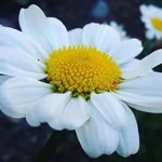 Thea Davison-livingston - @davisonlivingston - Instagram