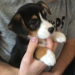 Thea Freeman - @thea_theauggie - Instagram