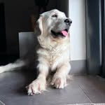 Théa - @theagolden - Instagram