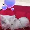 Thea Meyer - @user1250780299712 - TikTok