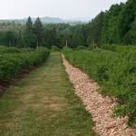 Thea Pratt - @northslope.farm - Instagram