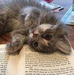 Thea Schmidt - Facebook
