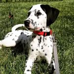 Jackson - @jackson_coats_thedalmatian - Instagram