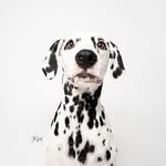 Jackson - @jackson_the_dalmatian - Instagram