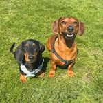 Jackson & Buddy 🐶 - @jackson_thedachshund_ - Instagram