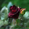The_dark_rose - @the_dark_rose__ - TikTok