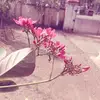 sneha mathew - @thejasmathew71 - TikTok