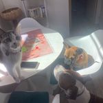 Melles Blue & Thelma 💙 - @mesdemoiselles_thelma_et_blue - Instagram