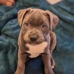 Thelma, la staffie bleue 💙 - @thelma_thebluestaffy - Instagram