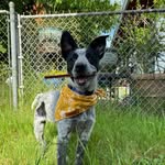 Thelma the blue heeler - @thelmatheblueheeler - Instagram