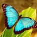 Thelma Forbes - Facebook
