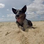 Thelma Foxy Dog - @thelma_foxydog - Instagram