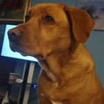 Thelma redlab fox - @pigi_gpa_pierangela - Instagram