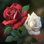 Thelma Herrera - @thelma.herrera.161 - Instagram