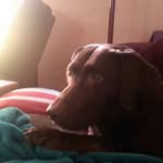Daisy - @thelma_wallis - Instagram
