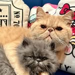 Jackson Pawllick & Thelonious Monk - @jacksonpawllick_and_themonkey - Instagram