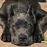 Rick Duncan - @cane_corso_athena_jones - Instagram