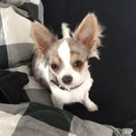 Theo Andersen🐶 - @theo_andersen6 - Instagram
