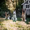 Theo, Asher & Archer - @thebolderpack - TikTok