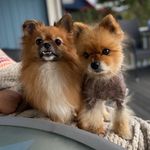 Theo & Arnold - @theodorandarnold_thedogs - Instagram