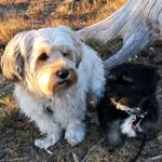 Theo and Putte🐶✨ - @theoball_dog - Instagram