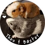 Theo & Baxter - @wonder__pets - Instagram