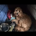 Theo berry-brown 🥰🌻🐕 - @theothecockapoo5 - Instagram