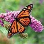 Theo Burch - @butterflyqueen227 - Instagram